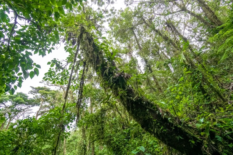 a small path in the forest that runs through the trees