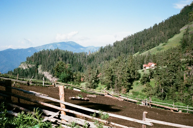 a lush green hillside covered in trees next to a forest