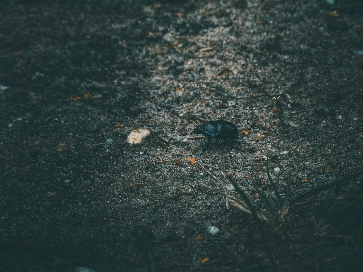 a tiny blue bird standing in the middle of the ground