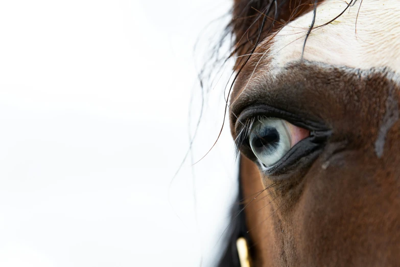 a brown horse with eye close up looking down