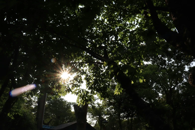 bright sun shines through the canopy of trees