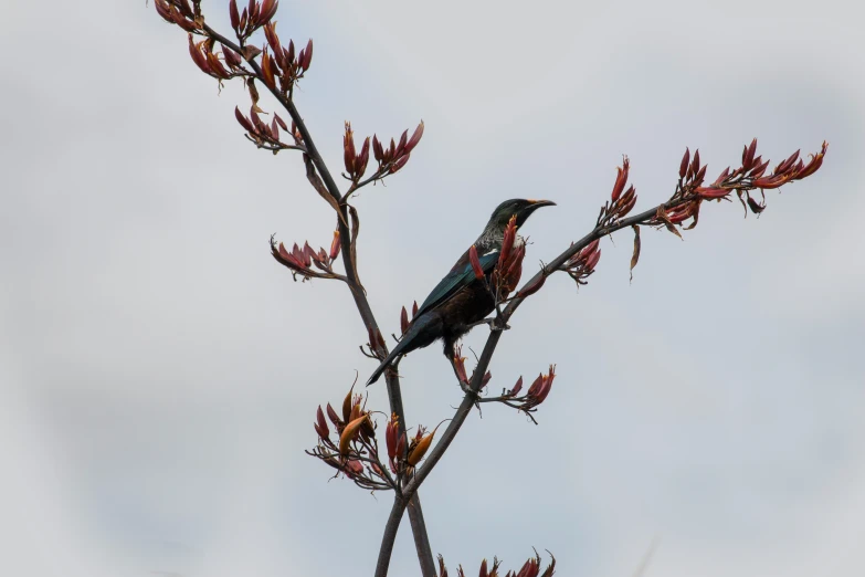 a bird sits on a flowering tree nch