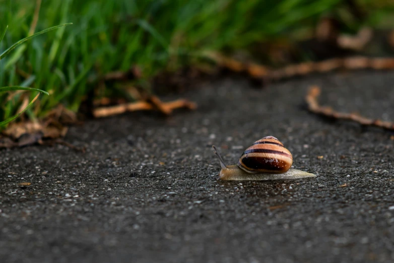 the snail is in the road with grass on top of it