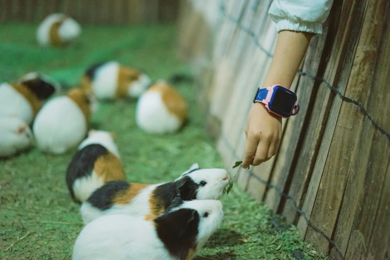 guinea pigs laying down and eating soing off the side of the fence