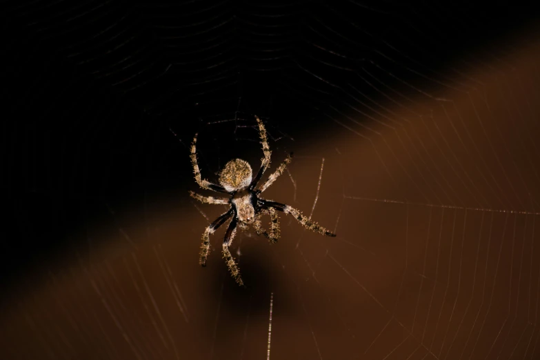 a spider on its web in the dark