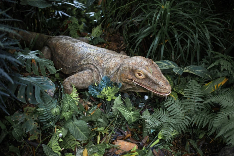 an iguana walks through a patch of green foliage