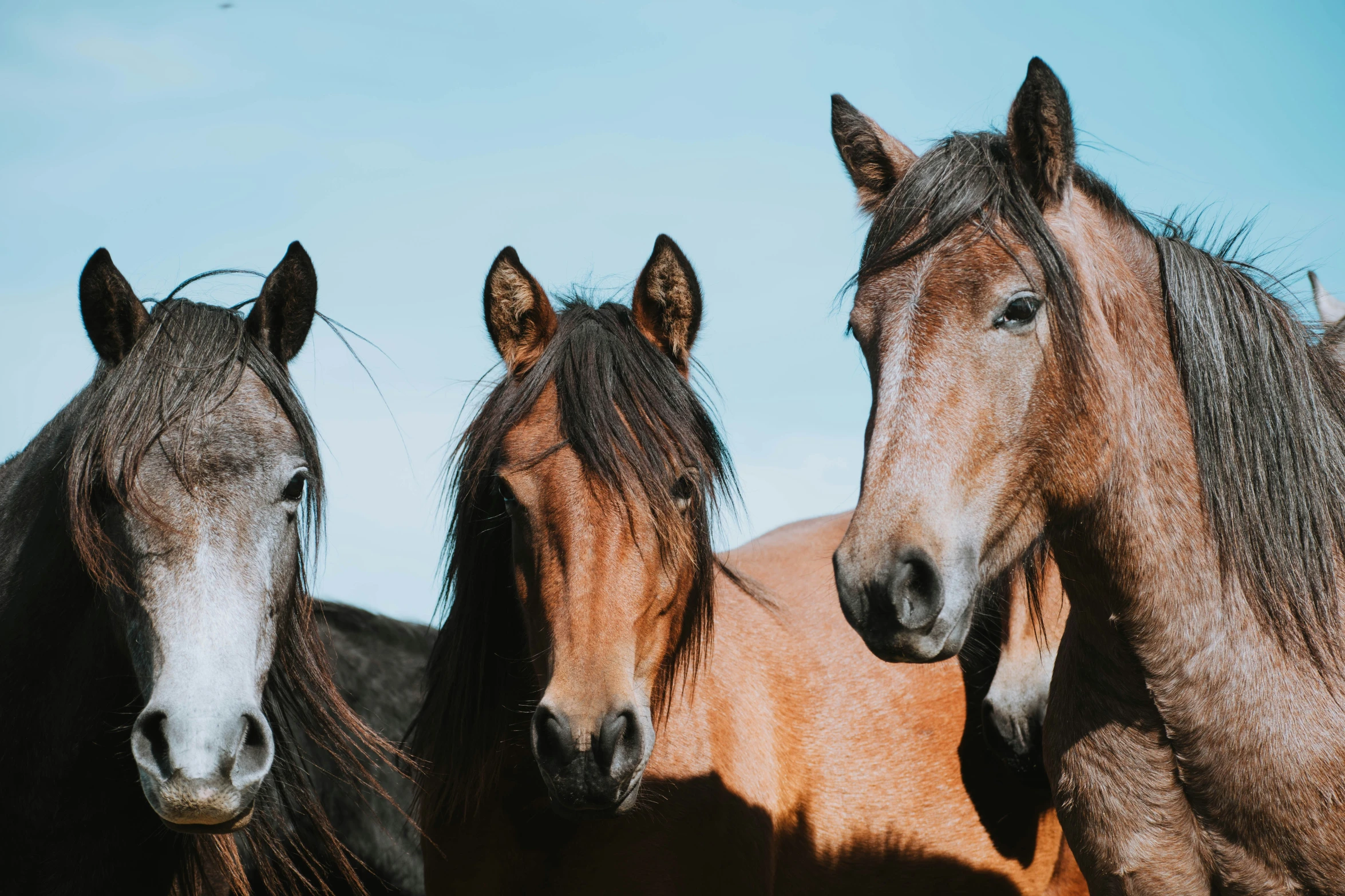 three brown horses standing next to each other