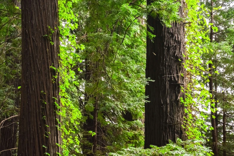 many tall trees and bushes are near one another