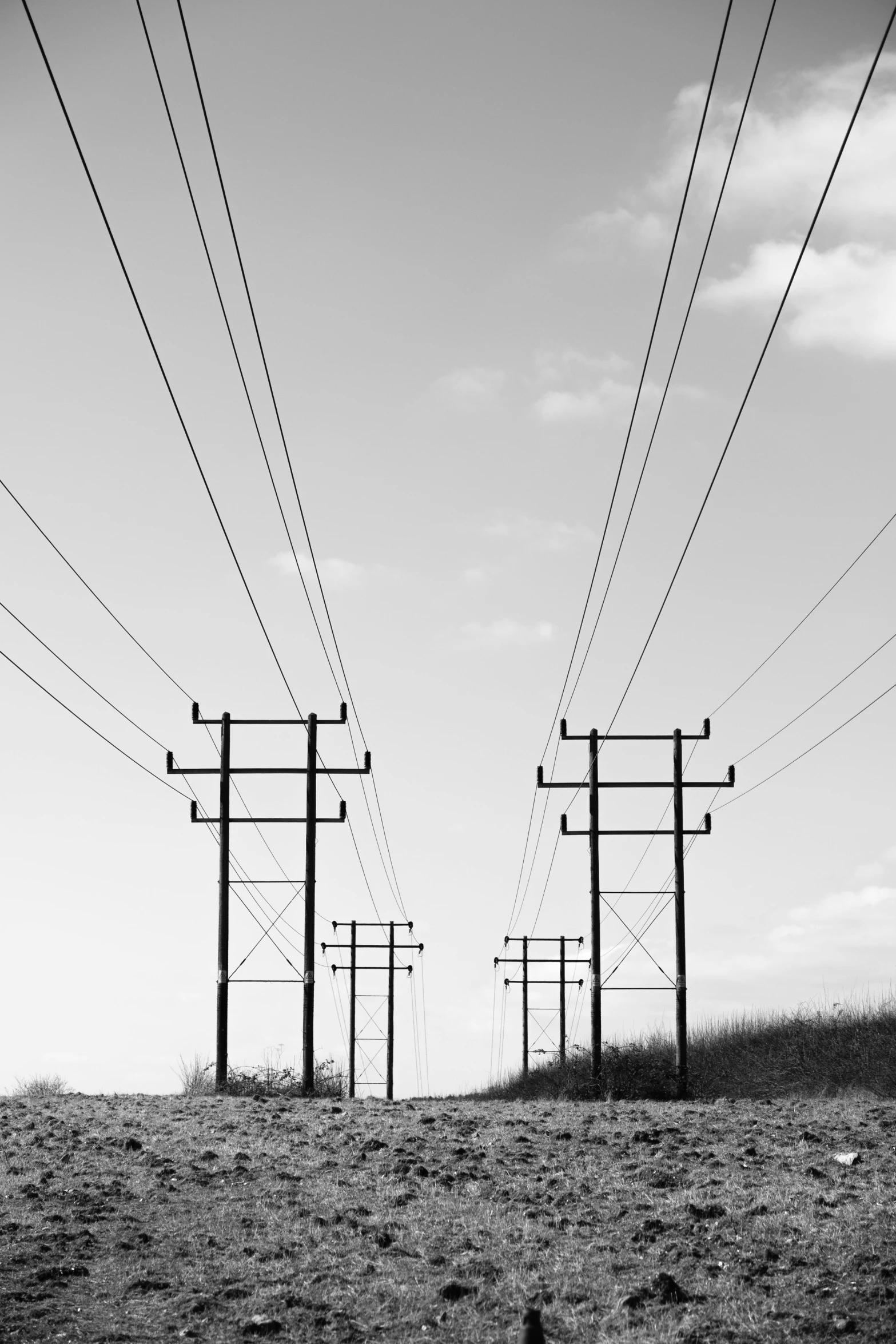 the black and white pograph of several power poles