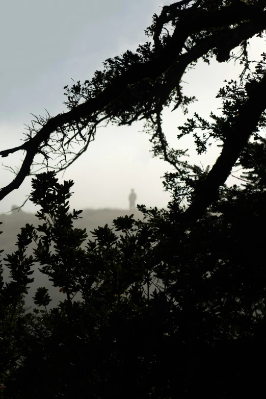 some trees are seen against the background of a tower