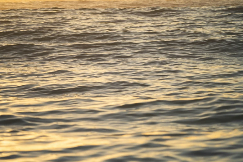 a bird flies low over the ocean during the sunset