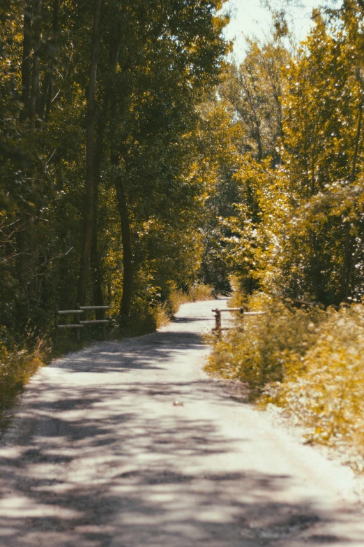 a view of a dirt road through the trees and bushes