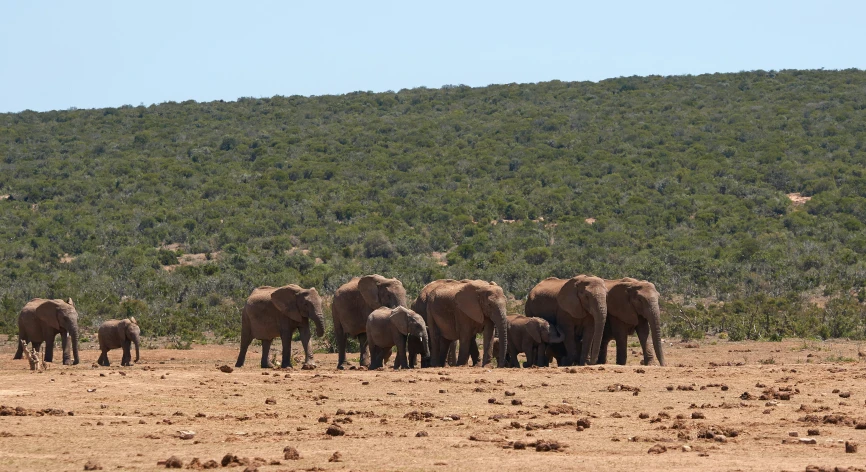 the group of elephants are in the desert on a sunny day