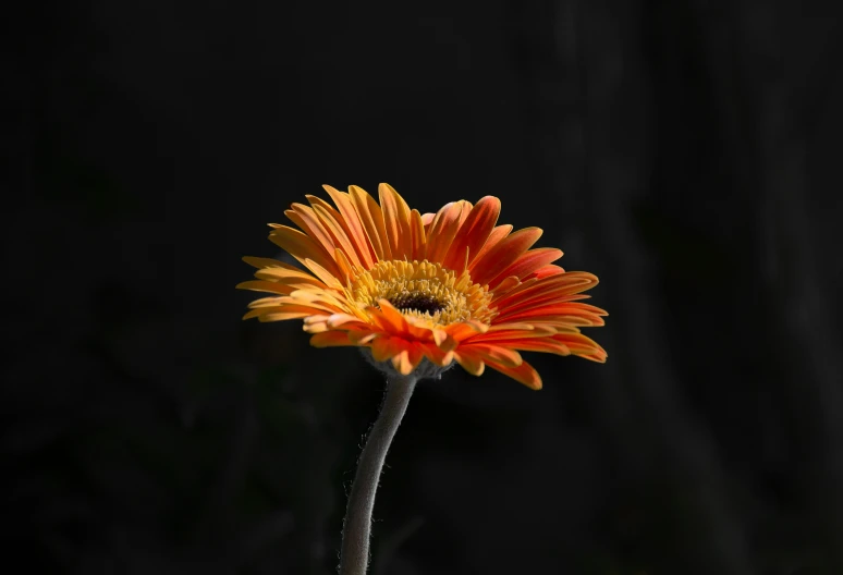 an orange flower with very yellow petals with black background