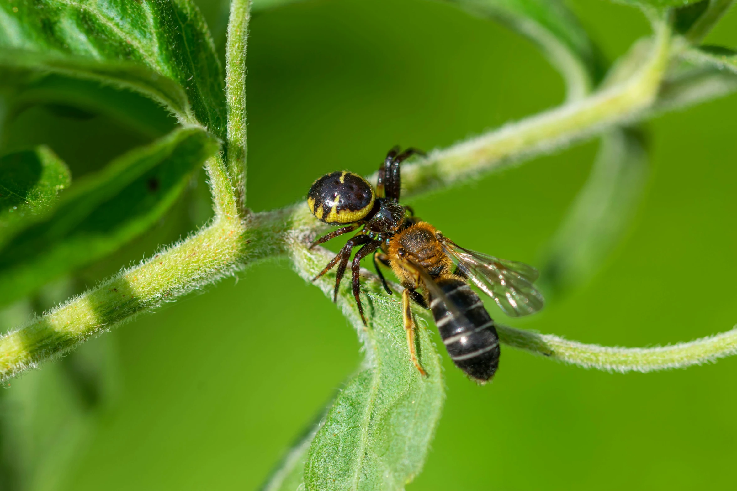 a fly that is sitting on a green leaf