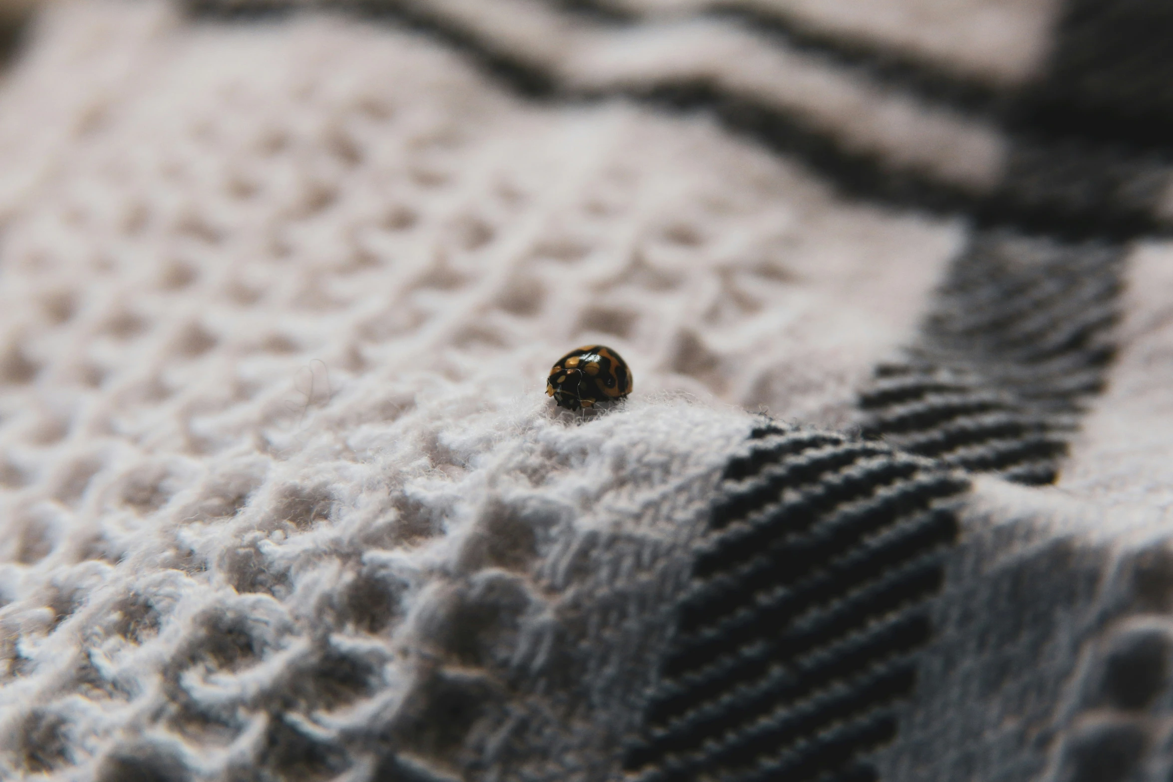 a small insect crawling on top of a white sweater