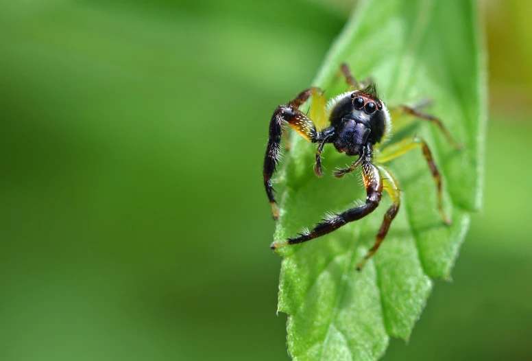 a black and yellow spider sitting on top of a leaf