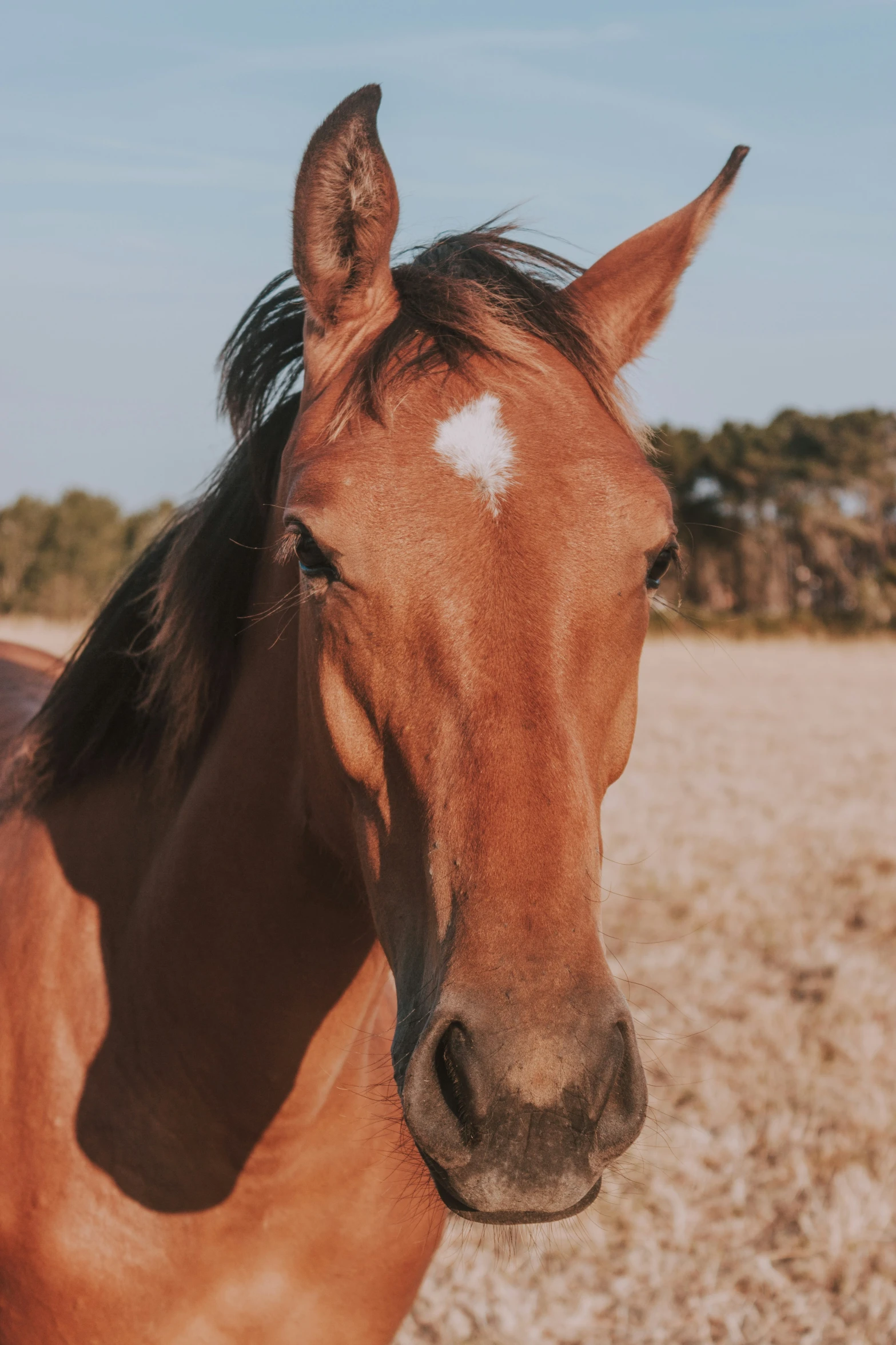 a brown horse looking over his shoulder while standing on top of a field