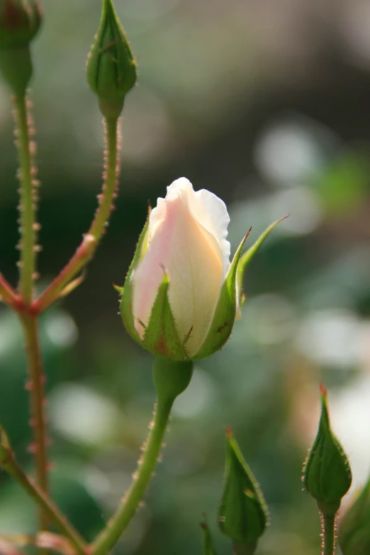 a single white flower with large buds still on it