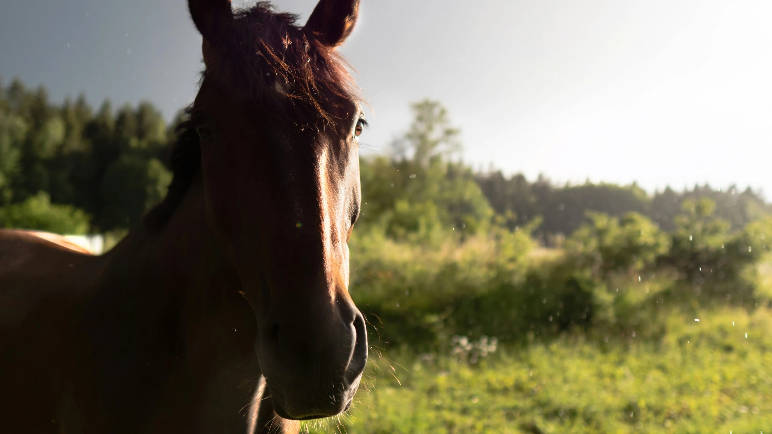 a horse standing on top of a green field