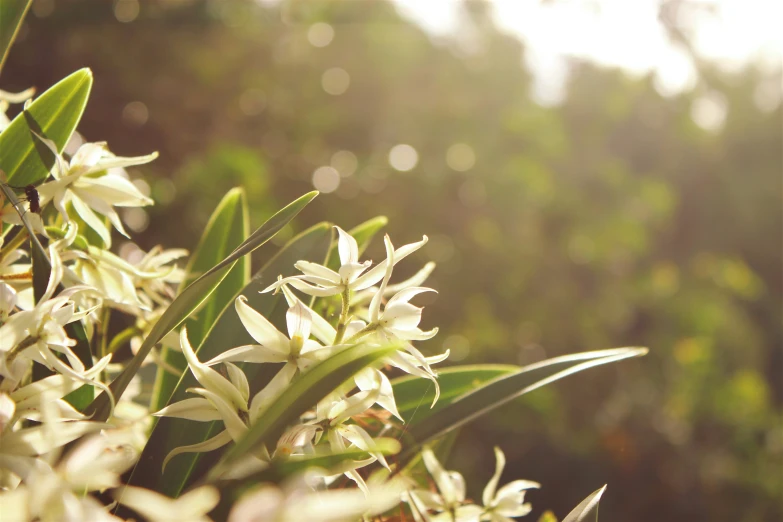 white flowers are blooming on a sunny day