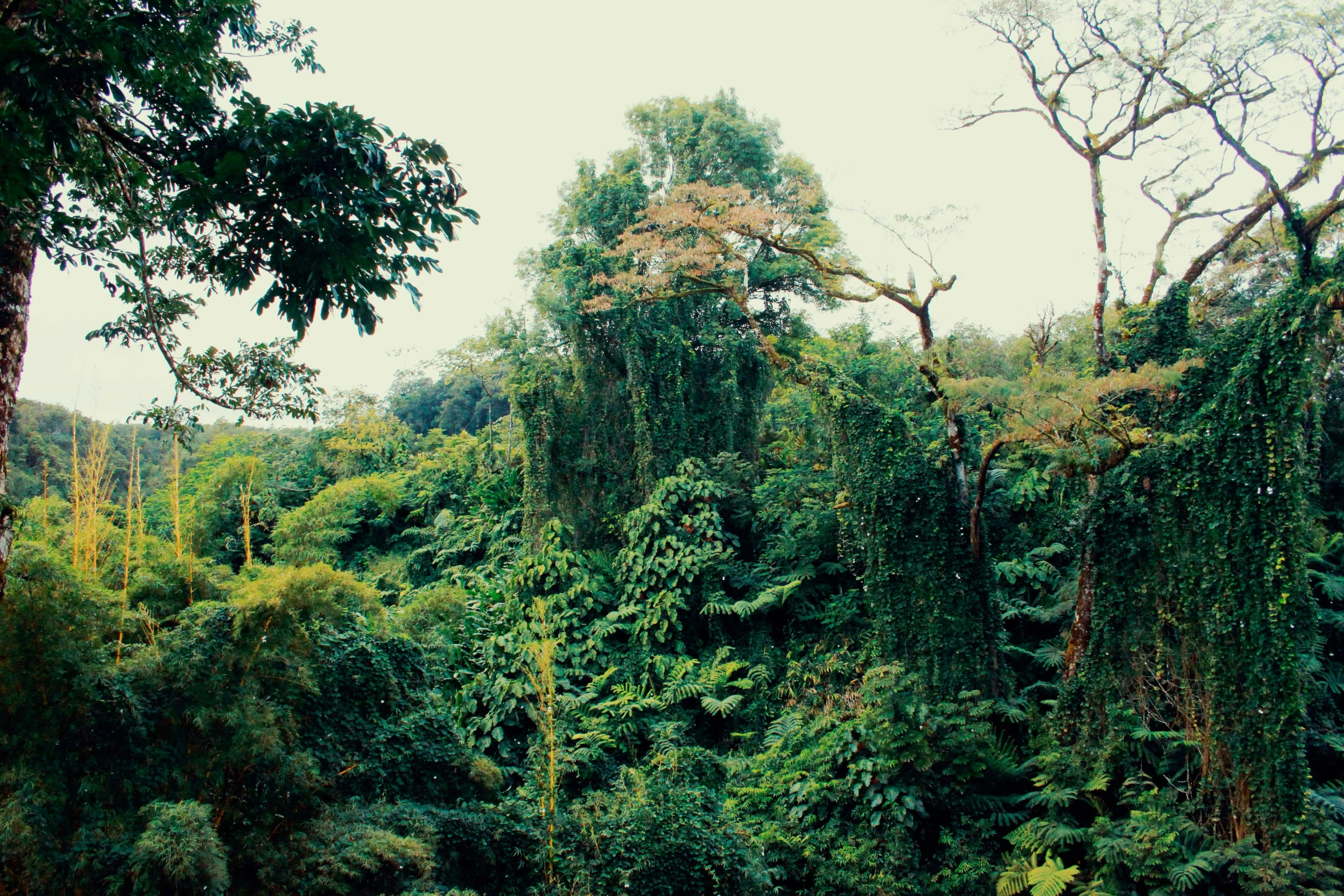 the view of a forest with a train passing