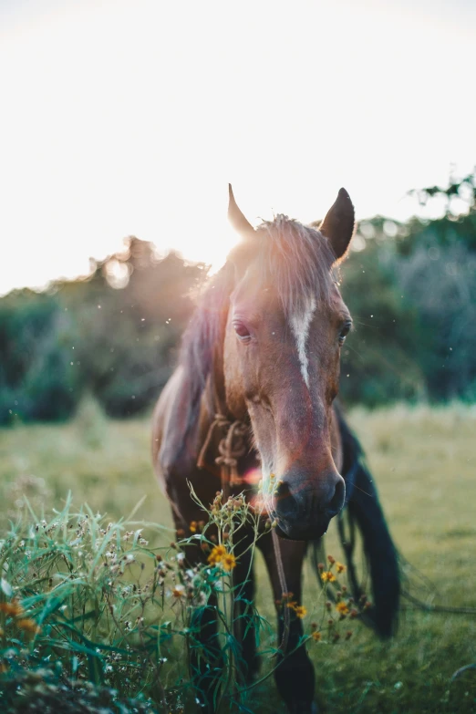 the brown horse is walking through the field