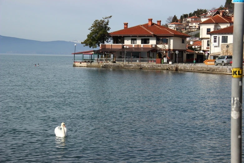 a bird swimming in the water near the shore