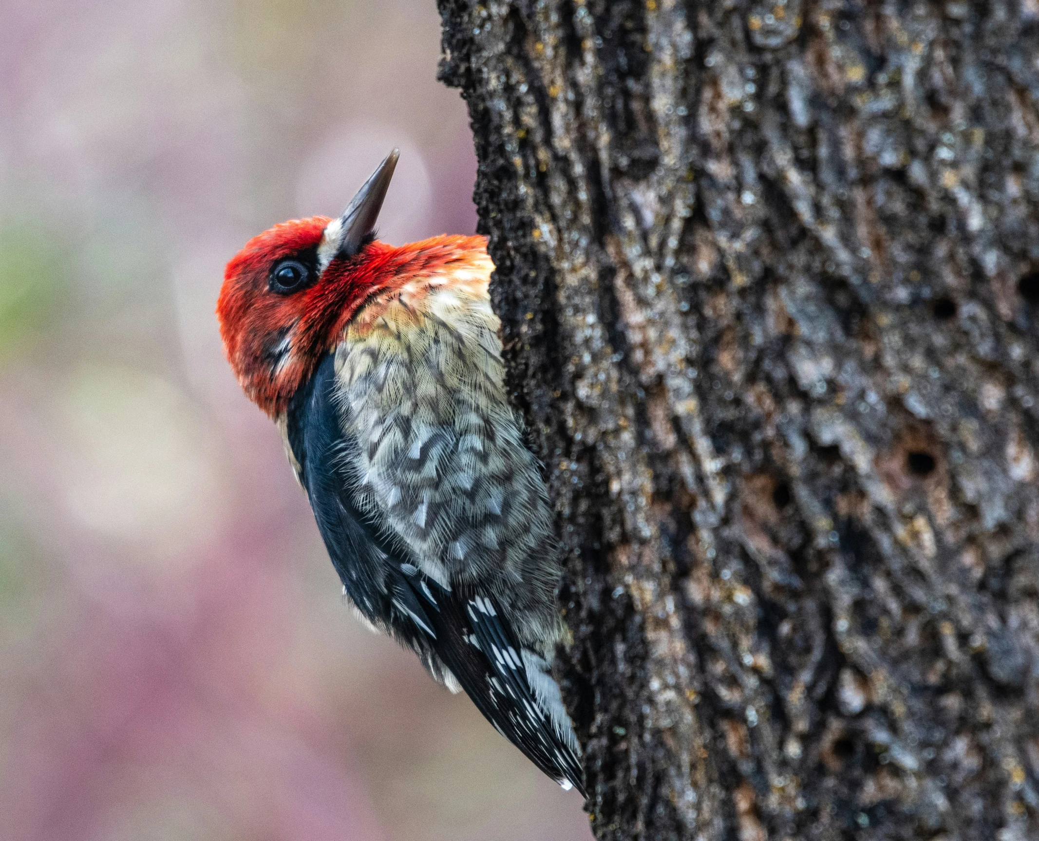 a little bird perched on top of a tree