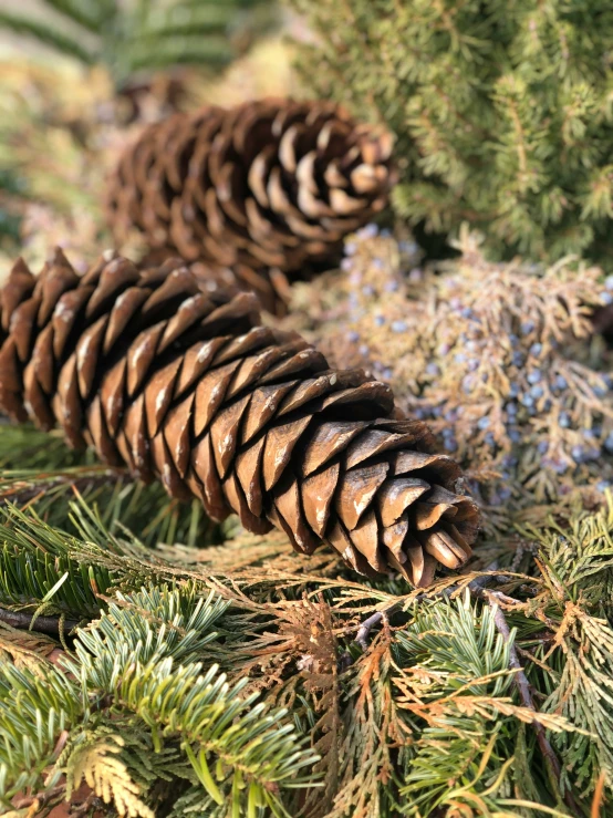 some brown pine cones are next to the snow