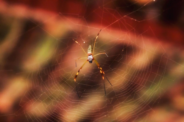 a spider is sitting on a web in the center of a pattern