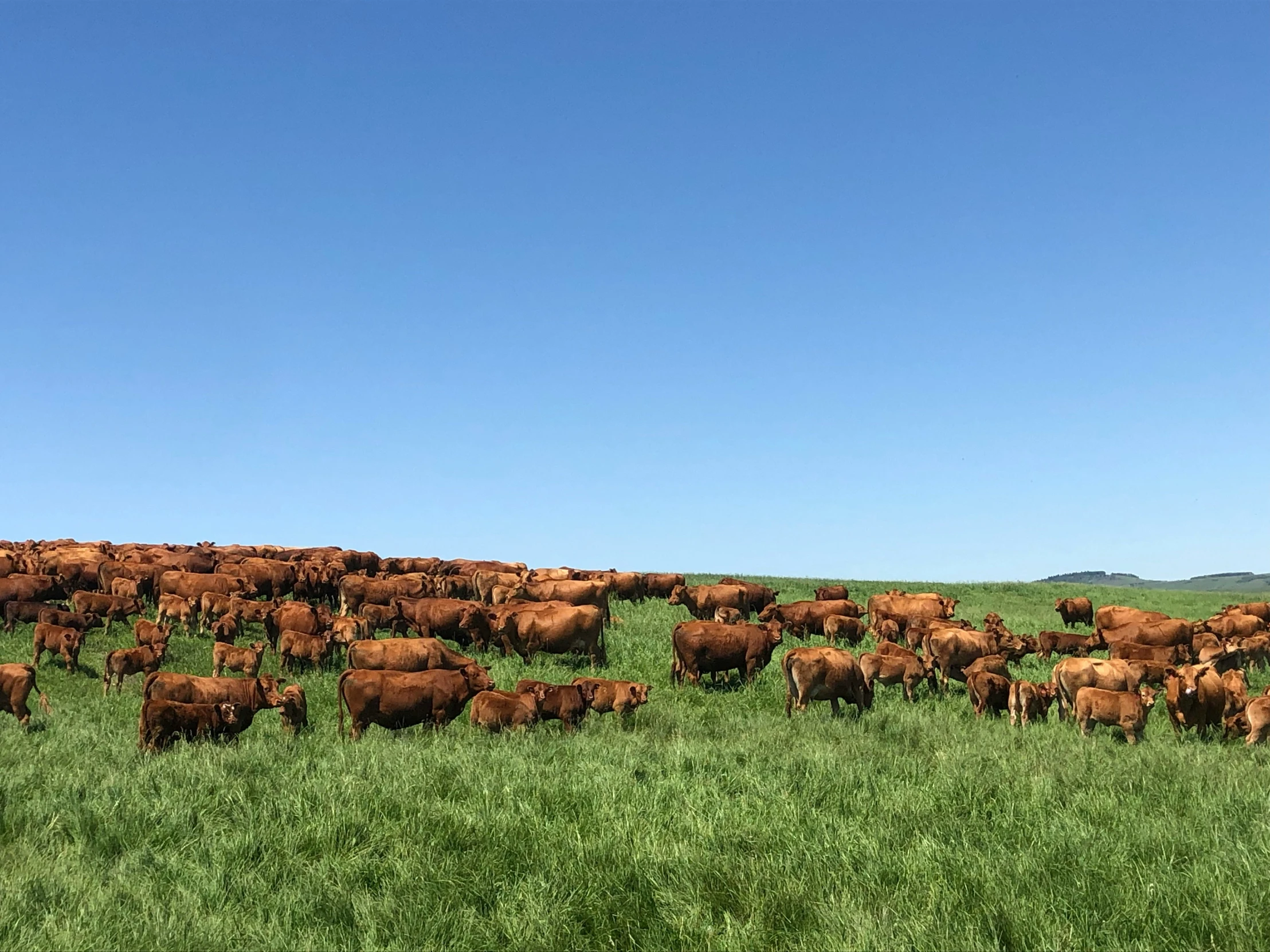 a large herd of brown cows grazing in a grassy field