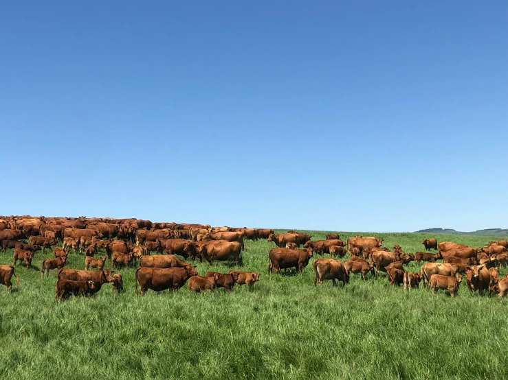 a large herd of brown cows grazing in a grassy field