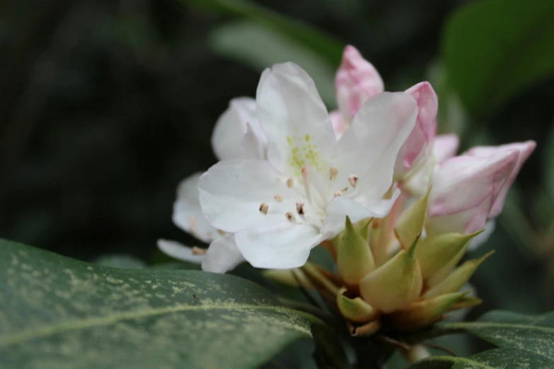 a close up view of a flower in full bloom