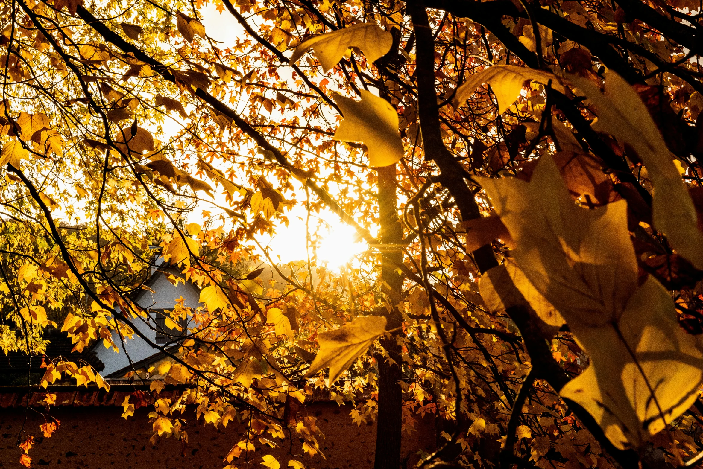 there are leaves falling off the trees on this sunny day