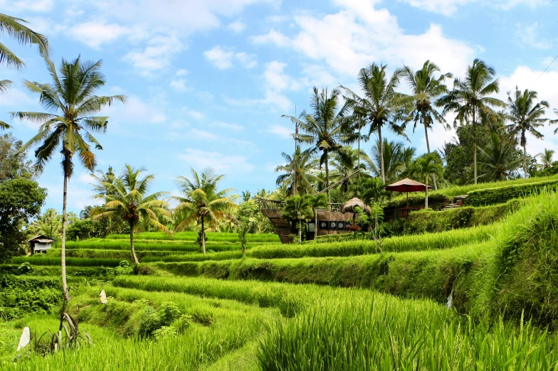 a tropical scene with green bushes and some trees