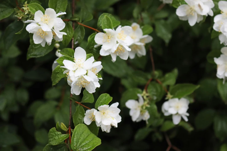 a flower that is very white with green leaves