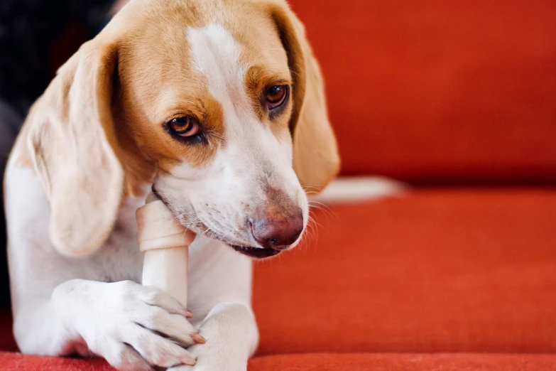 a small dog holding a bone in its mouth