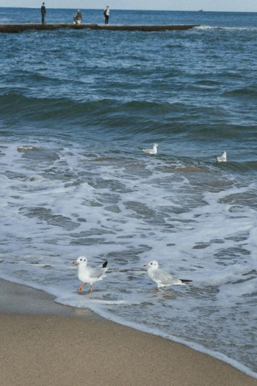 a couple of birds that are on the beach