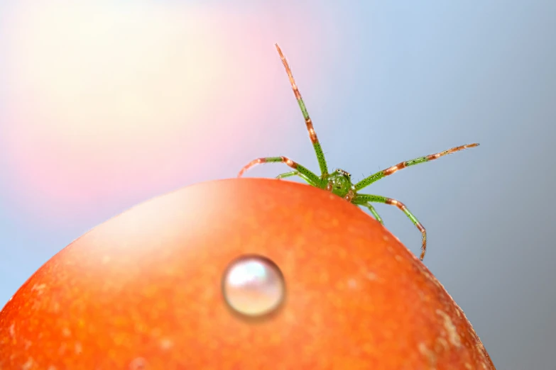 an orange with a very large spider on top