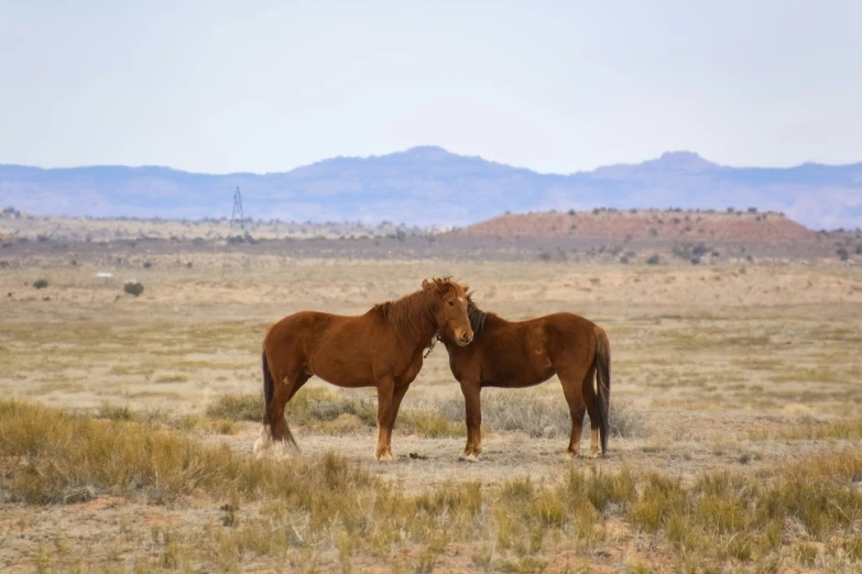 two horses are touching in the field