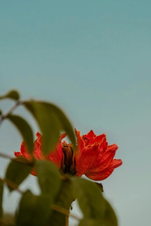 a big pretty red flower in a blue sky