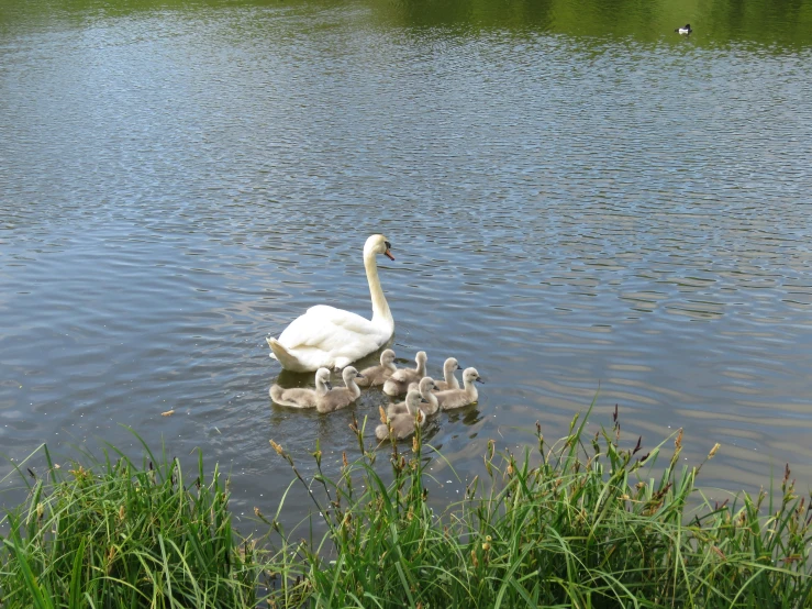 a swan standing in water with her babies
