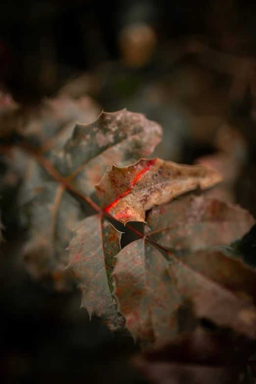 a green and red leaf with brown spots