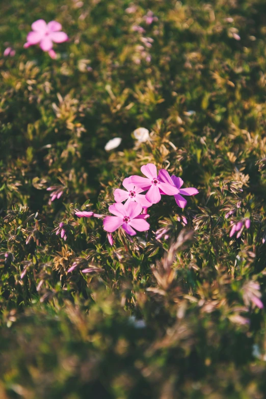 small pink flowers growing in the grass next to some nches