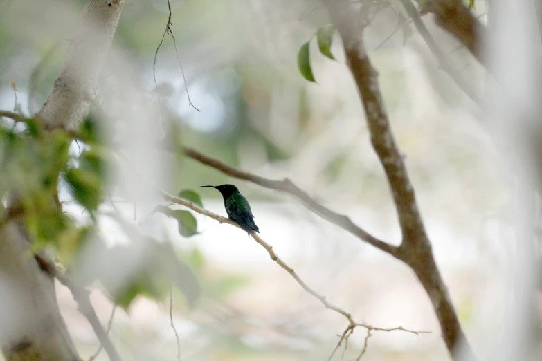 a black bird is perched on a nch