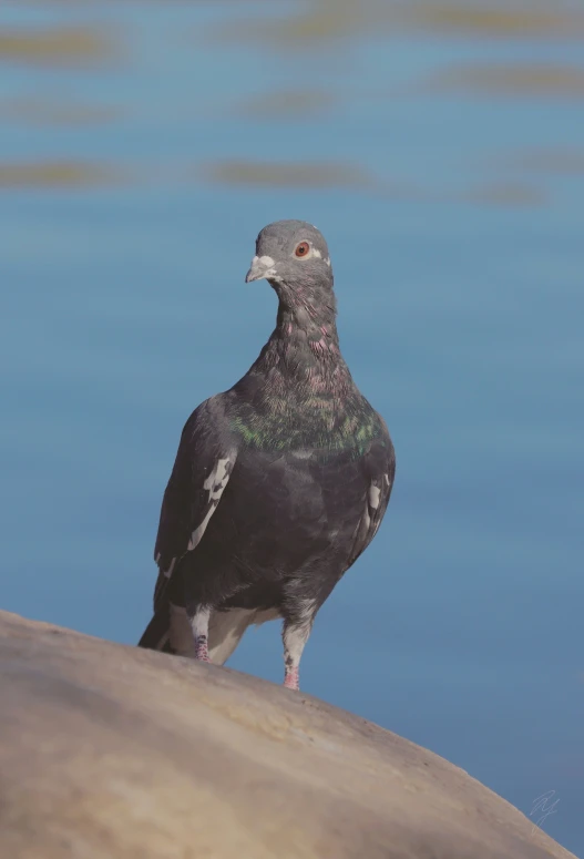 a pigeon is perched on a rock with water behind it