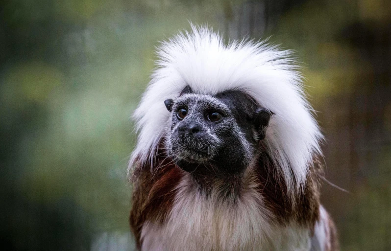 a small monkey with white and brown fur