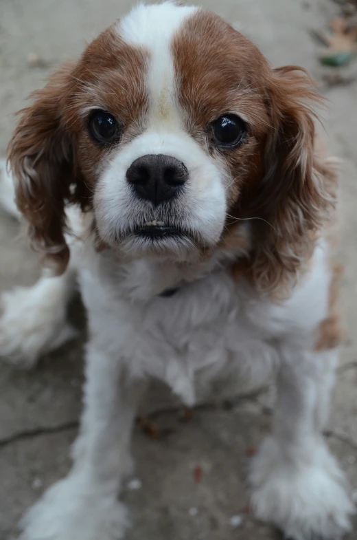 a small brown and white dog is looking straight ahead