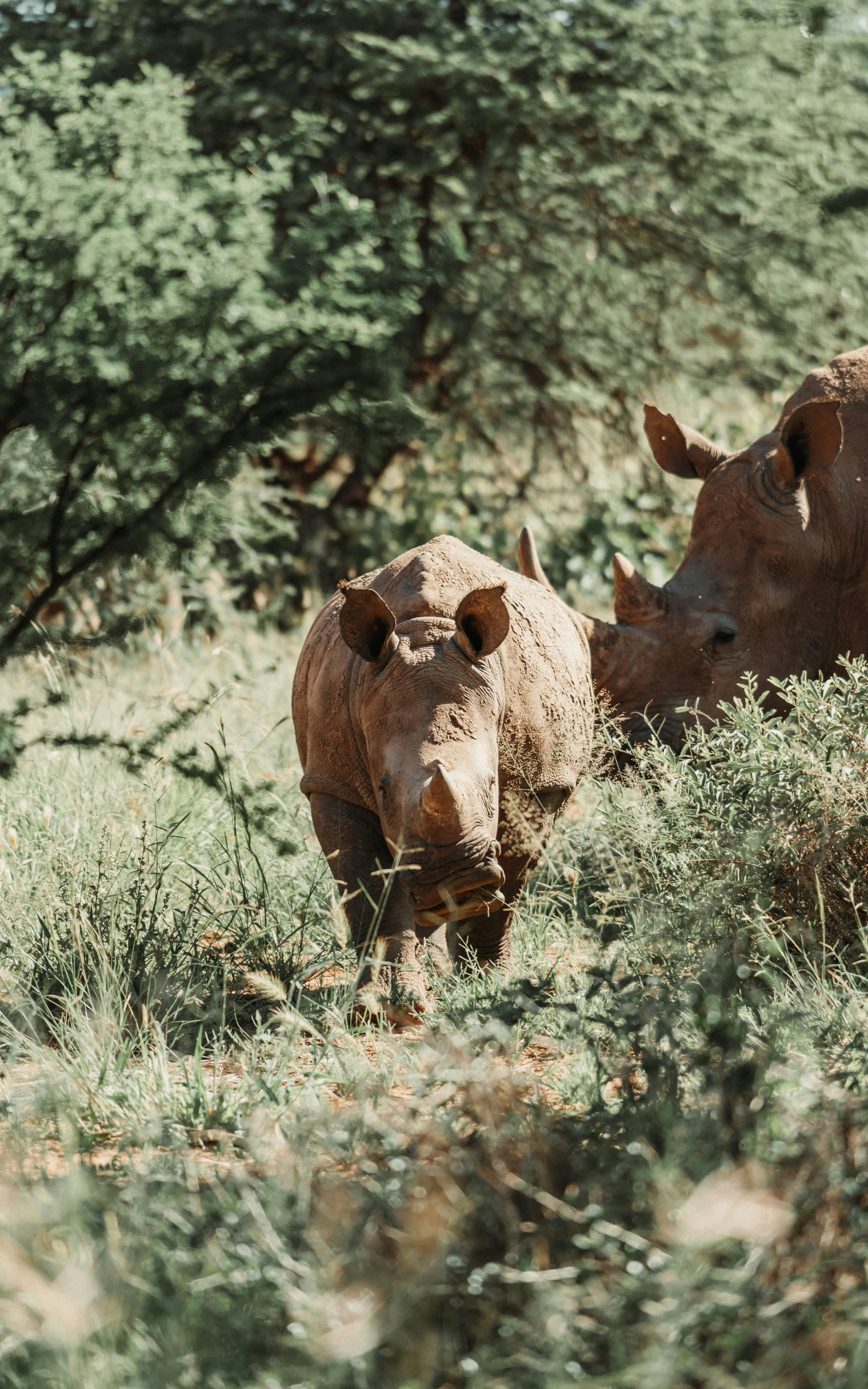 a rhino standing in some grass with bushes